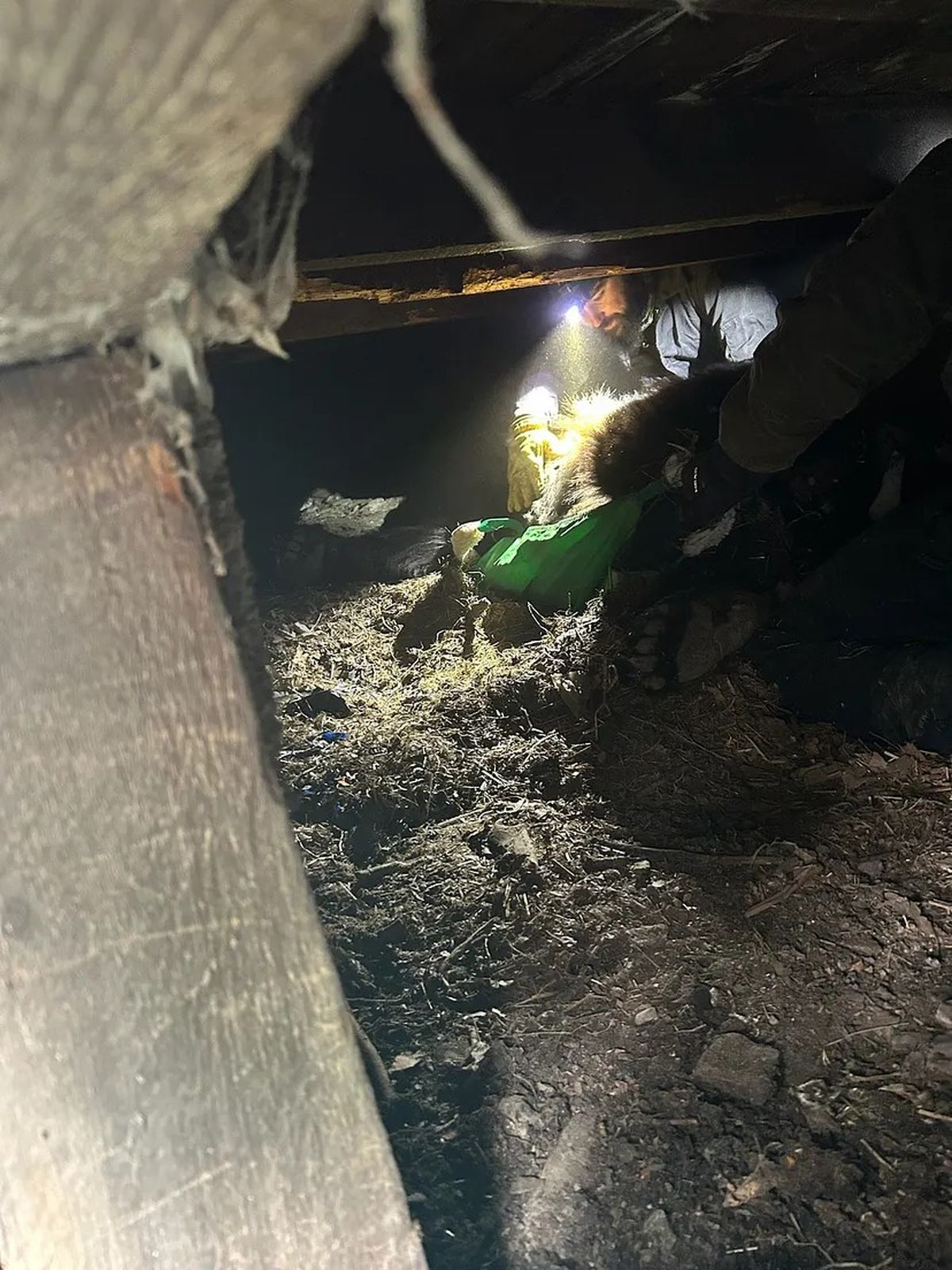 WDFW and USFWS staff work with a bear in a crawl space under an abandoned home near Hunters, Wash. The bear was relocated to a new den site.  (Courtesy of WDFW )