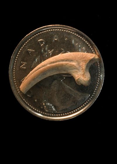 The blade-like slashing claw  of Hesperonychus elizabethae, on a Canadian quarter for scale.  (Associated Press / The Spokesman-Review)