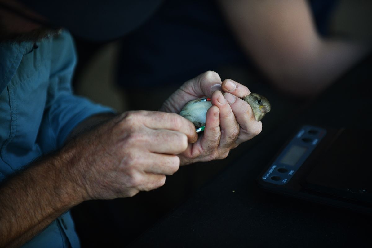 Brian Evans, an ornithologist at the Smithsonian’s National Zoo and Conservation Biology Institute, puts identifying bands on a house sparrow during a demonstration Saturday. MUST CREDIT: Astrid Riecken for The Washington Post  (Astrid Riecken/For The Washington Post)