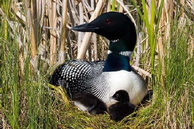 
At Ferry Lake, a female common loon sits with her chicks on her nest in 2005. Her mate was found dead over the winter, but she has found another. There are only 12 known pairs in Washington and none in North Idaho.
 (Photo courtesy of Daniel Poleschook Jr. and Virginia R. Gumm / The Spokesman-Review)