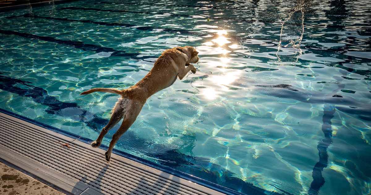 Can I own an otter, monkey or exotic lizard in Washington state? A