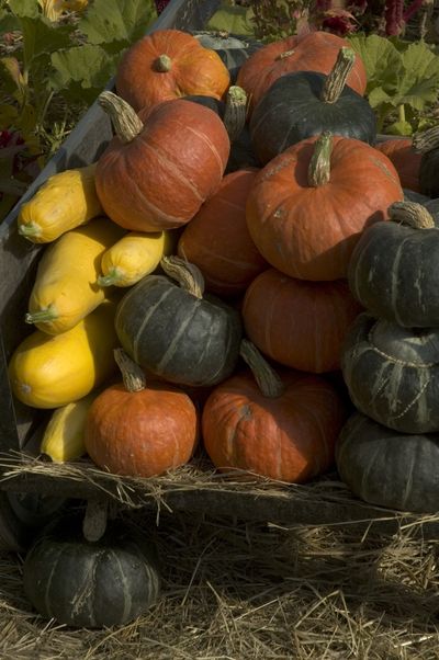 It's winter squash time!  Bring on the pumpkins! (United Feature Syndicate)
