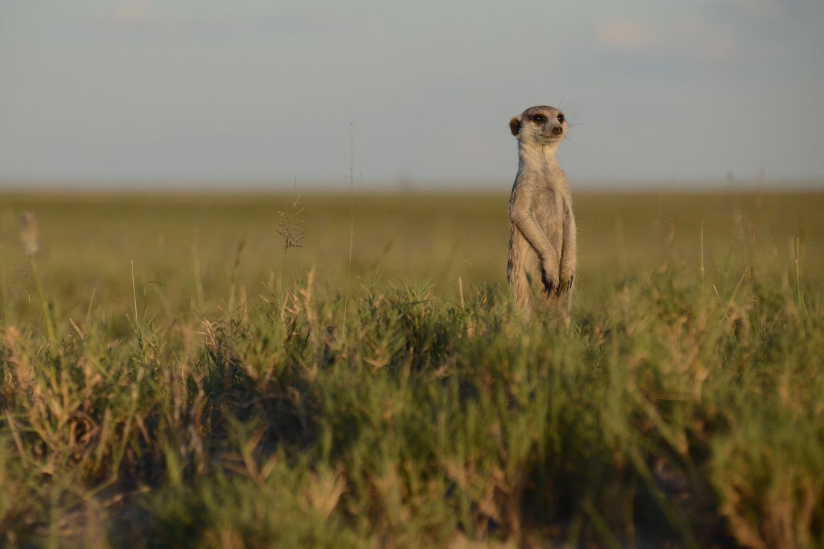 A sentry meerkat, shown in Botswana’s Nxai Pan National Park, pauses from foraging to scan the horizon for danger.  (Rich Landers/For The Spokesman-Review)