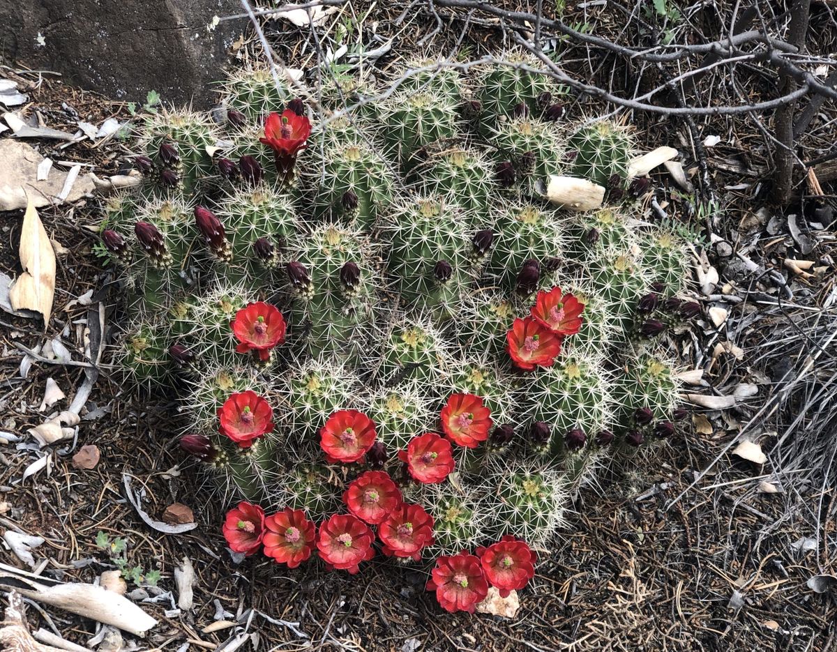 Spring means brilliant blossoms in the desert near Sedona, Arizona. (Leslie Kelly)