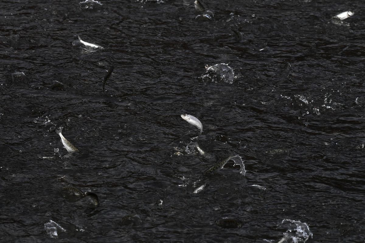 Fall Chinook leap out of the water as they