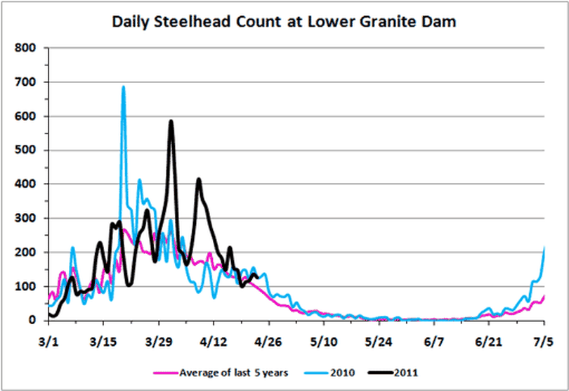 Steelhead count over Lower Granite Dam as of April 25, 2011. (Courtesy photo)