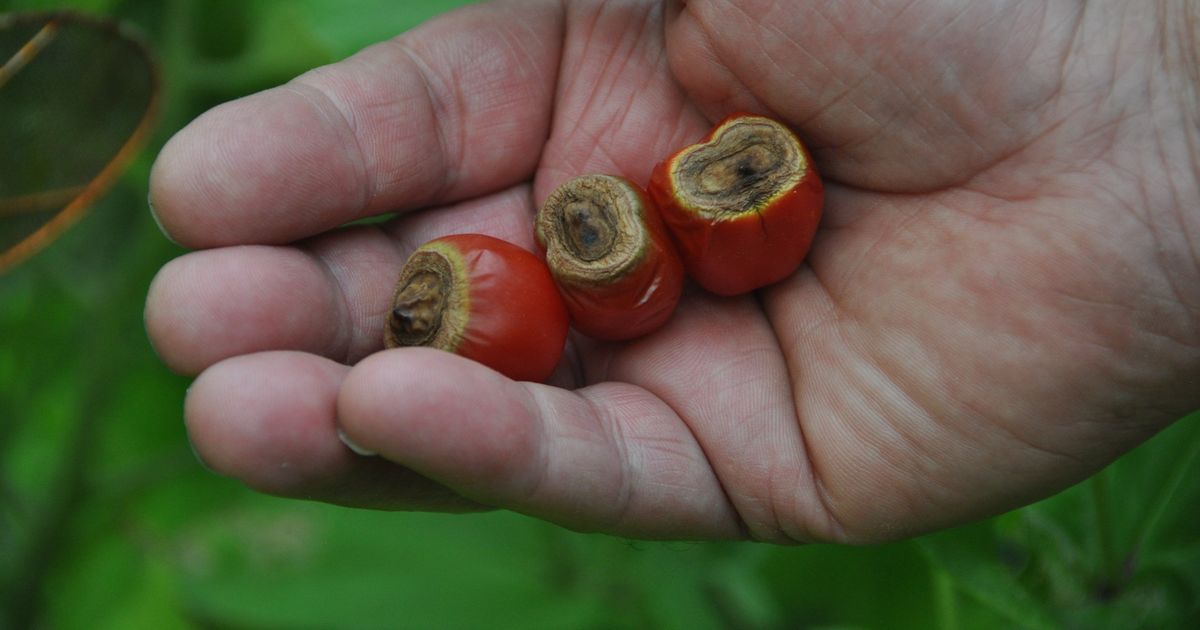 Gardening: Keep plants happy as growing season gets into full swing