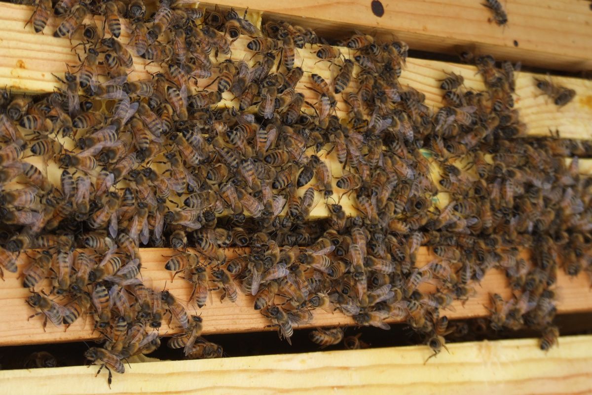 Bees are an important part of our ecosystem, providing not just nourishing honey but much of the pollinating activity for our plants and flowers.  (Paul K. Haeder / Down to Earth NW Correspondent)