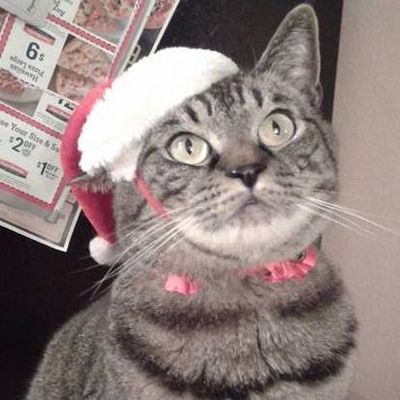 Thor the Christmas Cat