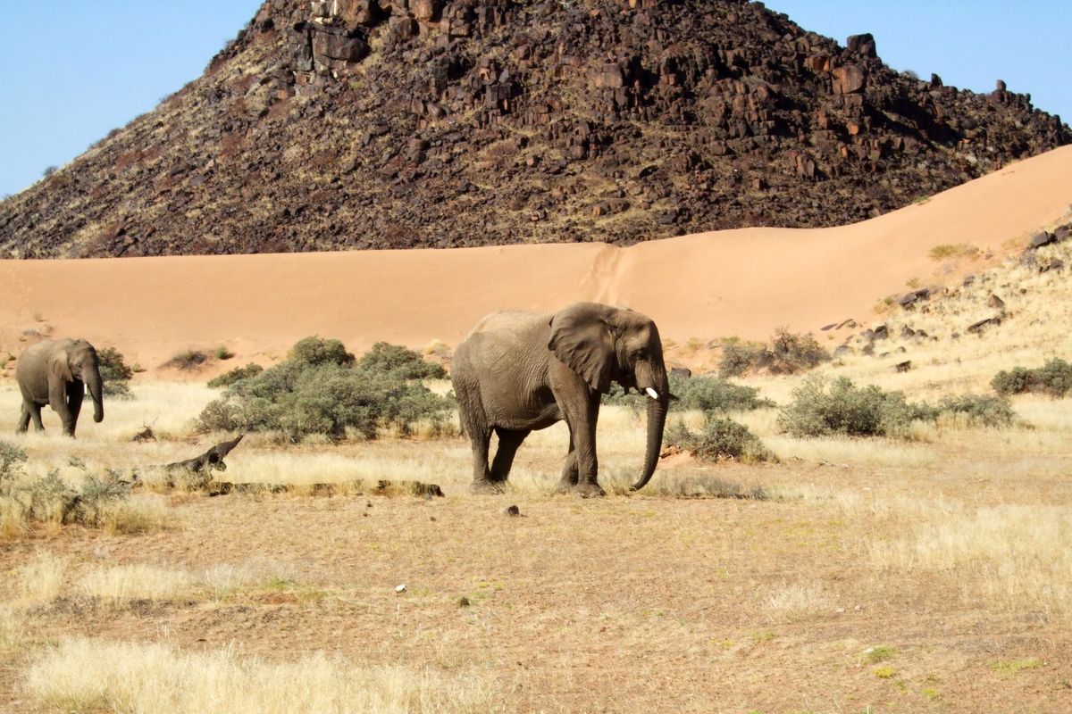 This 2014 photo shows elephants roaming in Torra Conservancy in Namibia.   (Donna Bryson/Associated Press)