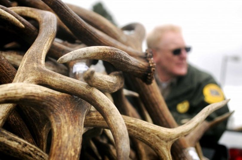 Some 60 antlers are gathered at Montana Fish, Wildlife and Parks in Missoula as evidence after a group of poachers allegedly took them from the Blackfoot-Clearwater Wildlife Management Area. “The game reserve opens at noon on May 15 – and not before,” says FWP game warden Bill Koppen.  (Linda Thompson / Missoulian)