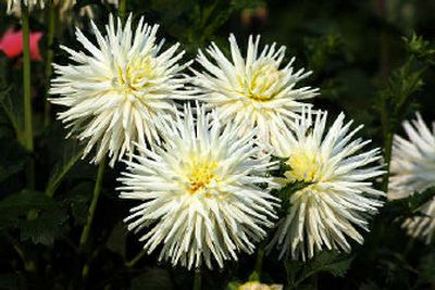 
Large, colorful and showy dahlias can be found in the formal garden and in the test garden, near Rose Hill in Manito Park.
 (The Spokesman-Review)