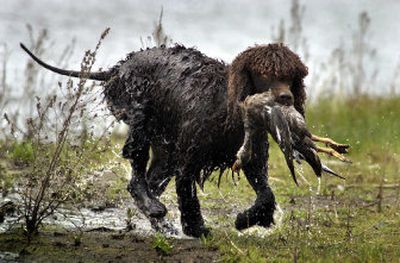
Wildlife researchers are testing waterfowl for signs of avian flu this summer to make sure hunters don't bag infected birds this fall. 
 (FILE / The Spokesman-Review)