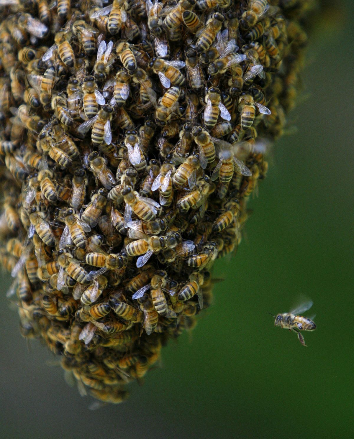 Honeybee swarm on a tree branch in Billings June 1. (Associated Press)