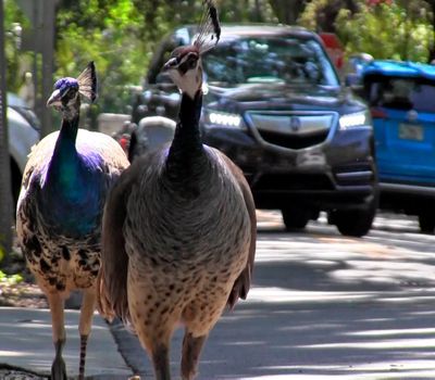 Peacocks mill about at an intersection on April 27, 2017, in the Coconut Grove neighborhood of Miami.  (AL DIAZ)