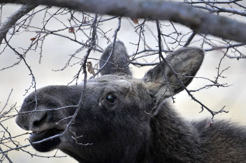 Washington and other states are concerned about moose.