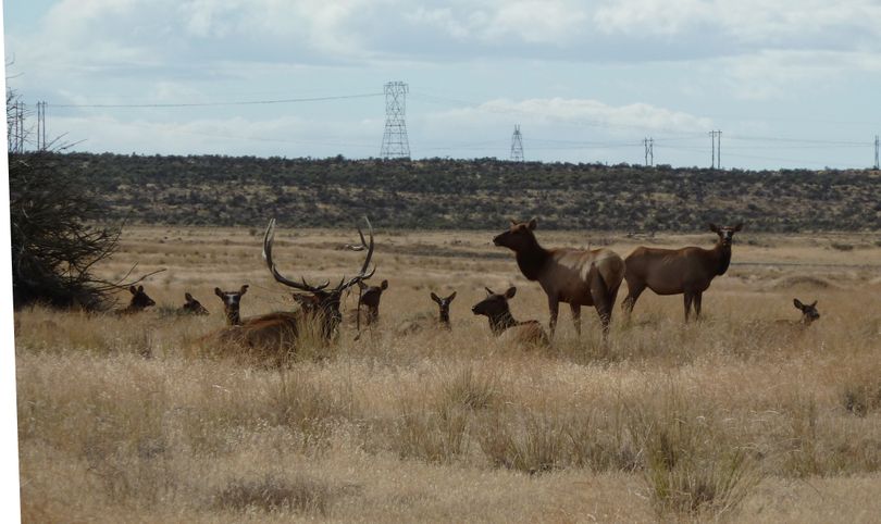 Bull elk with harem on Hanford Nuclear Reservation in September 2011. (Erika Holmes)