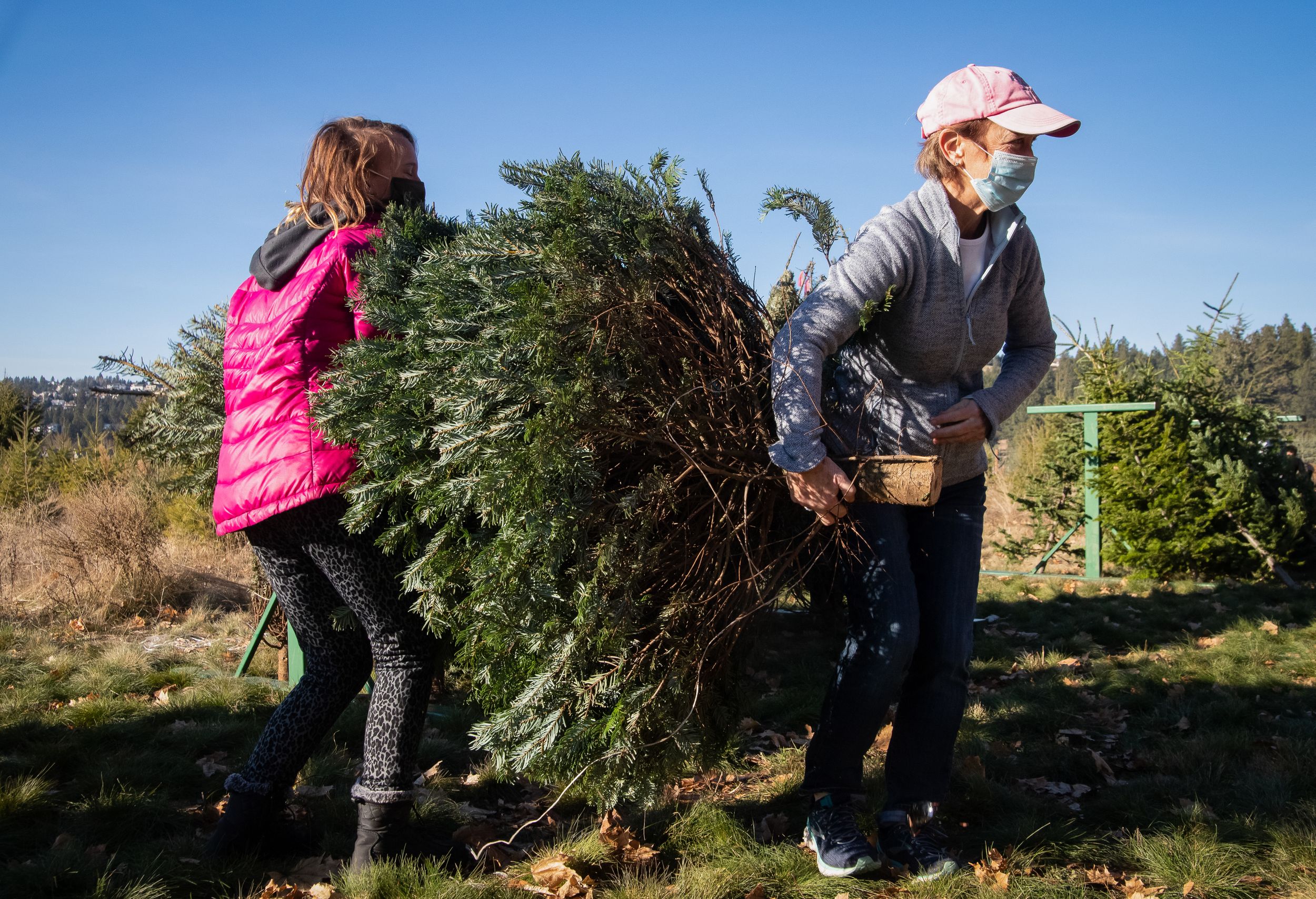 Hutton Settlement Christmas Trees 2022 Hutton Settlement Christmas Tree Farm's First Weekend Of The Season Brings  Record-Breaking Sales | The Spokesman-Review