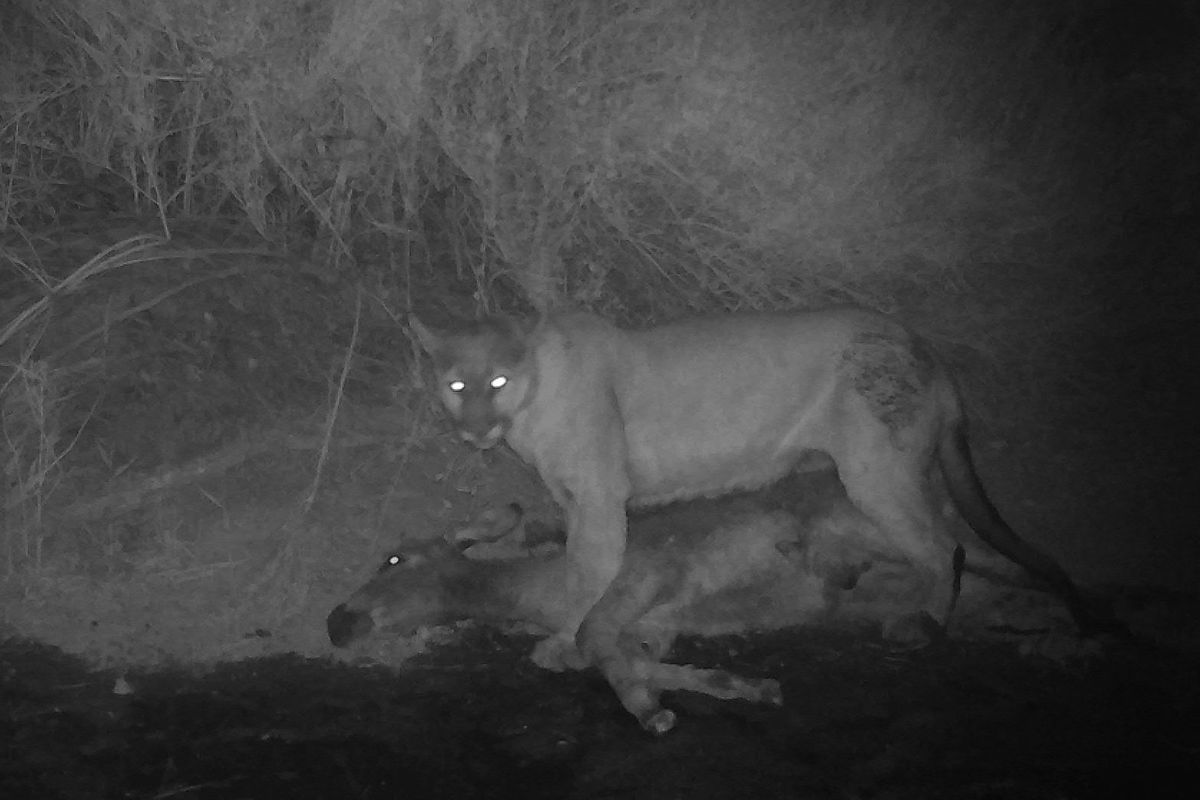 An image from a trail camera provided by Michael Lundgren shows a mountain lion feeding on the carcass of a feral donkey in Death Valley National park in 2020. At eight of 13 sites surveyed with camera traps, donkeys seemed to be the predators