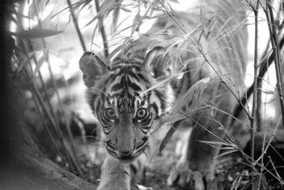 Tiger cub Hadiah watches visitors at the Woodland Park Zoo on Monday.
(Associated Press / The Spokesman-Review)
