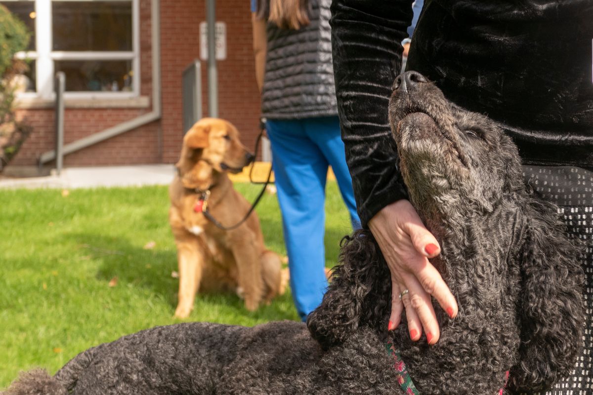 Olive, a 3-year-old standard poodle being trained to work as a therapy dog at MultiCare Deaconess hospital, is petted by Donna Speron, while Ranger, a golden retriever, waits for more visitors in October 2021.  (Jesse Tinsley/The Spokesman-Review)