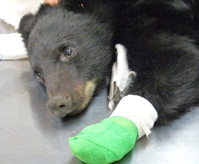 This undated photo provided by the Idaho Department of Fish and Game shows a cub black bear burned in the Mustang Fire north of Salmon, Idaho. Idaho Fish and Game wildlife veterinarian Mark Drew says a number of facilities offered to care for the 4-month-old cub nicknamed 