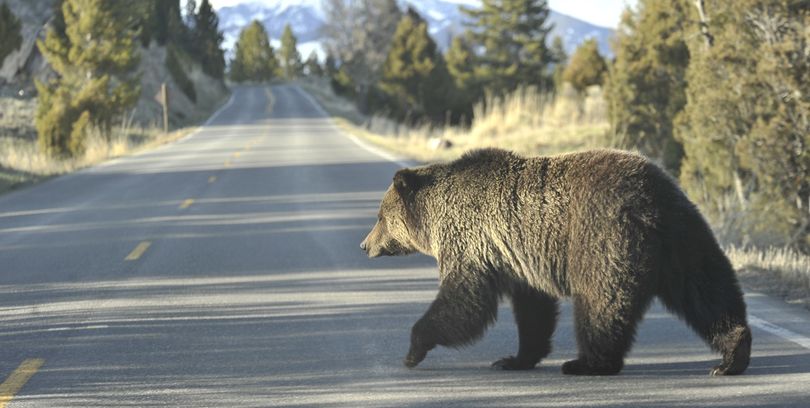  A grizzly bear walks across a road in Yellowstone Park.  (Associated Press)