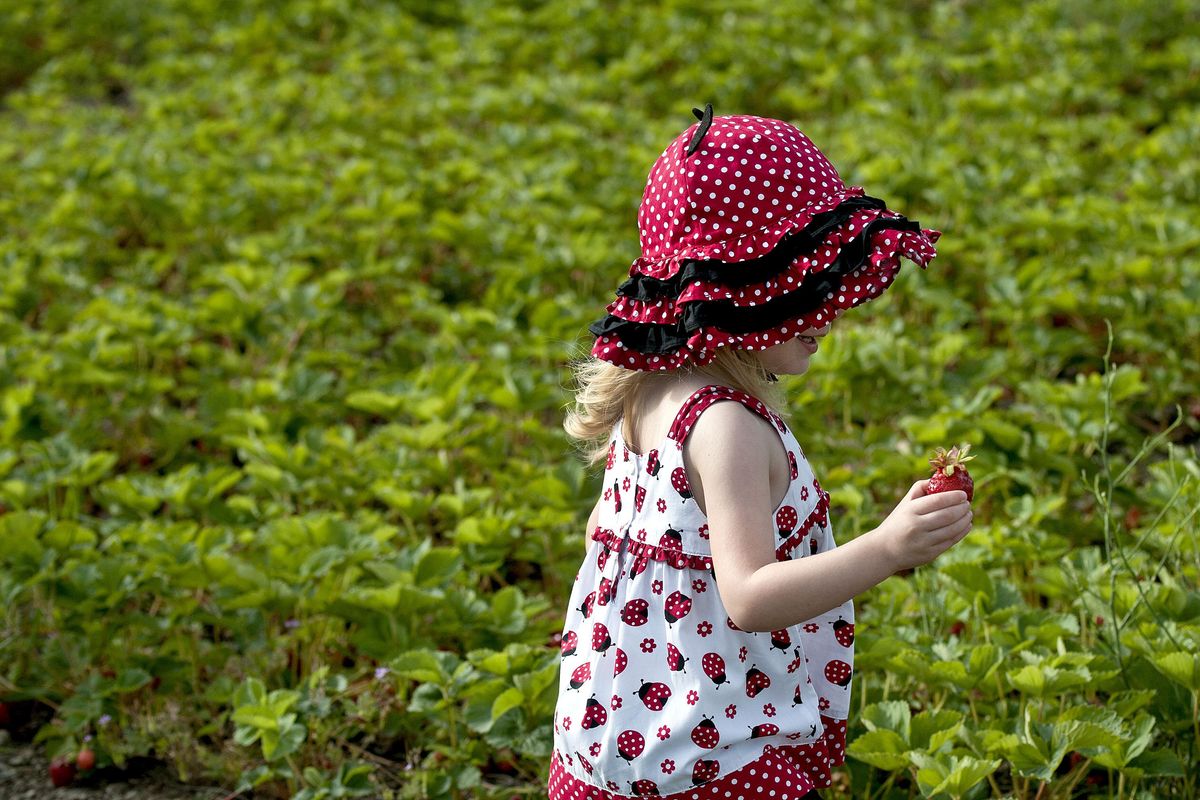 Emmalyn Maidoff, 2, wore her Lady Bug outfit while picking strawberries at Carver Farms in Newman Lake. (Kathy Plonka / The Spokesman-Review)