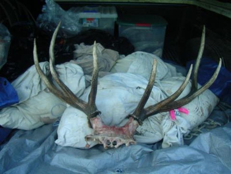 Elk antlers from a bull taken by a hunter in Idaho.