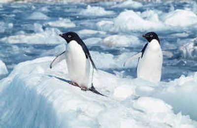 
Two Adele penguins are seen in the Antarctic's Cape Royds. Two Adele penguins are seen in the Antarctic's Cape Royds. 
 (Associated PressAssociated Press / The Spokesman-Review)