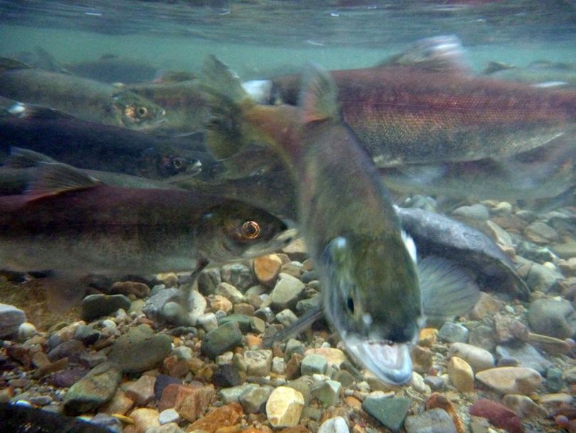 Kokanee staging to spawn stack up by the thousands in November and December in Granite Creek, a Lake Pend Oreille tributary. (Rich Landers)