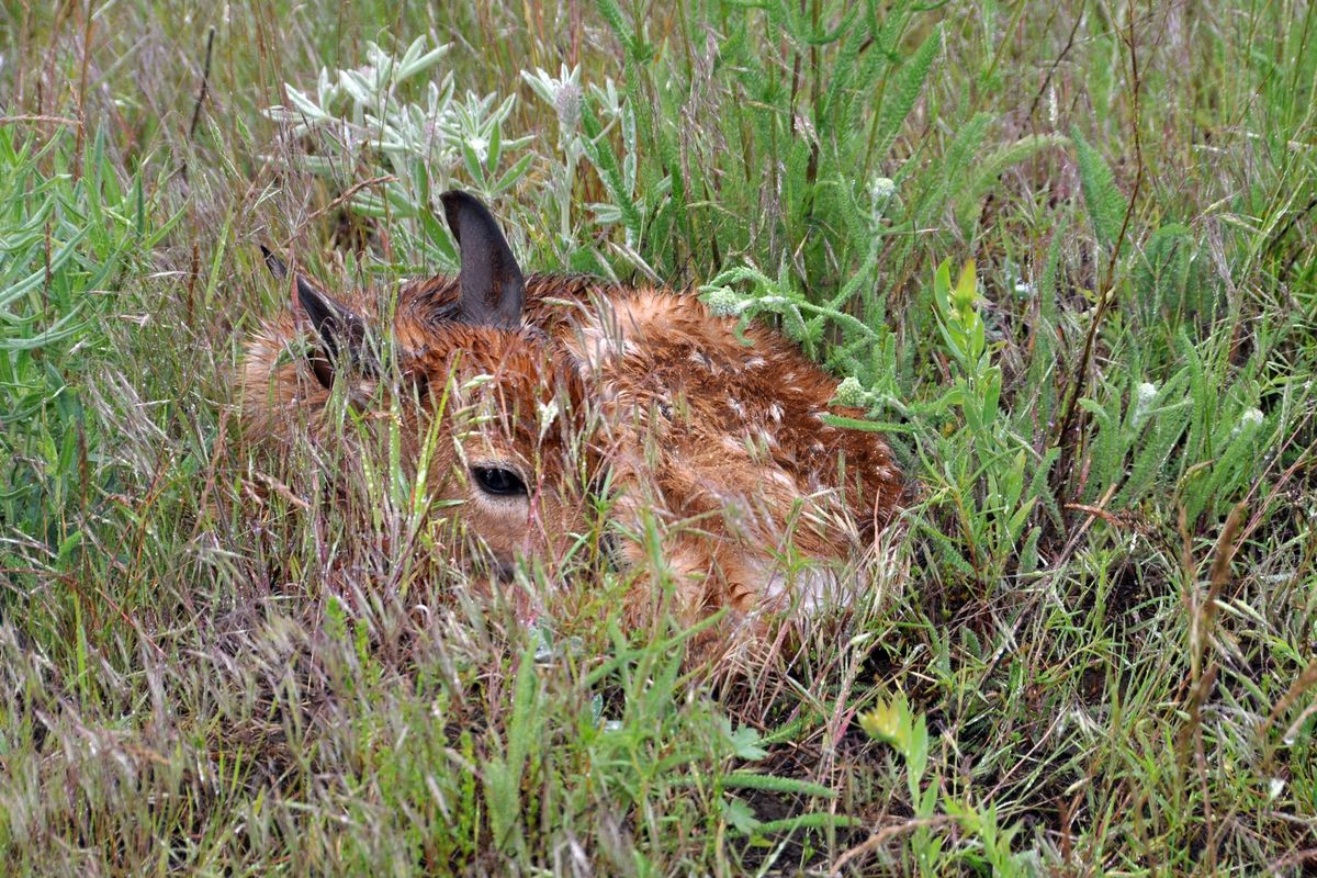 A newborn whitetail fawn curls up motionless where it