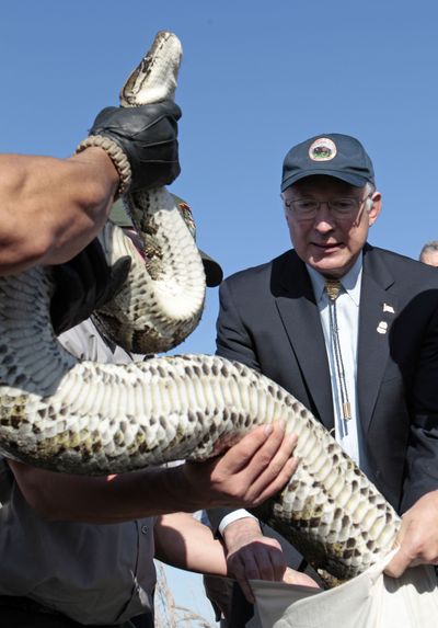 Secretary of Interior Ken Salazar helps national park rangers as they prepare to put a 13-foot python in a bag in the Everglades on Tuesday. (Associated Press)