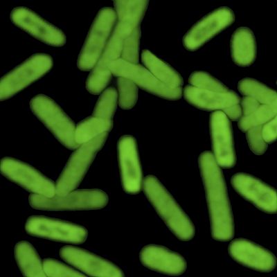 This undated photo provided by The Scripps Research Institute shows a semi-synthetic strain of E. coli bacteria that can churn out novel proteins. (Bill Kiosses / Associated Press)