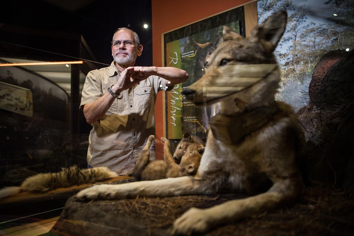 Mike Bryant, the former project leader of the red wolf recovery effort, is photographed at the Alligator River National Wildlife Refuge. (Salwan Georges / Washington Post)