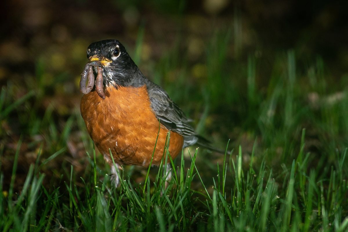After pulling an earthworm from a lawn on Spokane’s South Hill, an American Robin prepares to fly off to a nearby tree, May 9, 2021. American Robins are common sights on lawns across North America in spring.  (COLIN MULVANY/The Spokesman-Review)