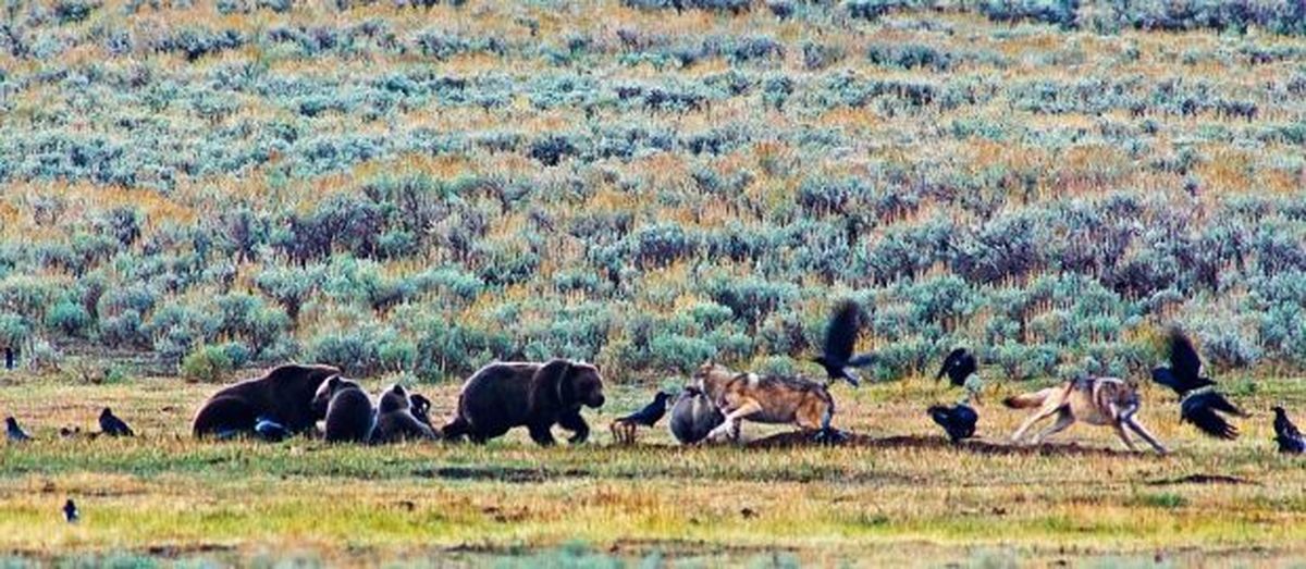 Grizzly bears and gray wolves compete for meals on a bison carcass in Yellowstone National Park in mid September 2013. (Pete Bengeyfield )