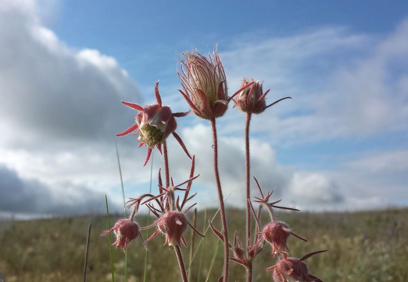 Prairie smoke is a wildflower that ranges from sage-country meadows to above timberline. (Rich Landers)