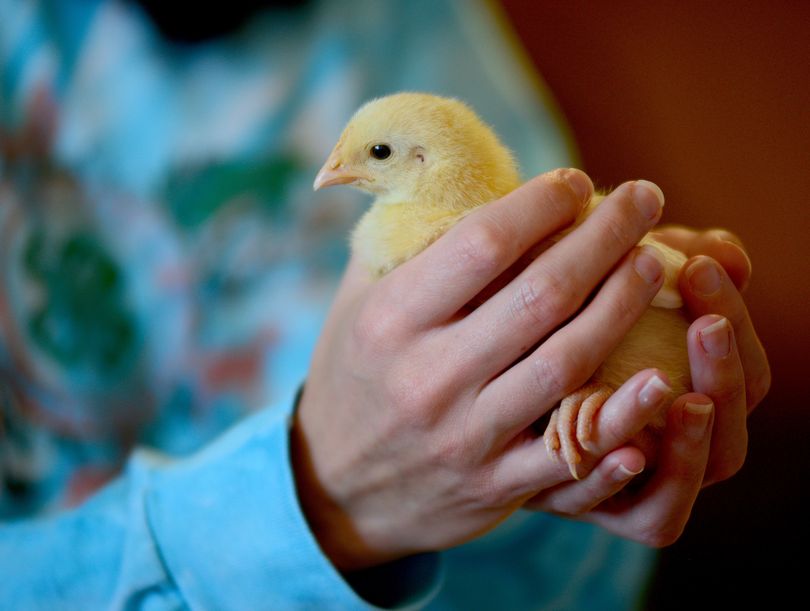 Remember to wash after petting those cute chicks.