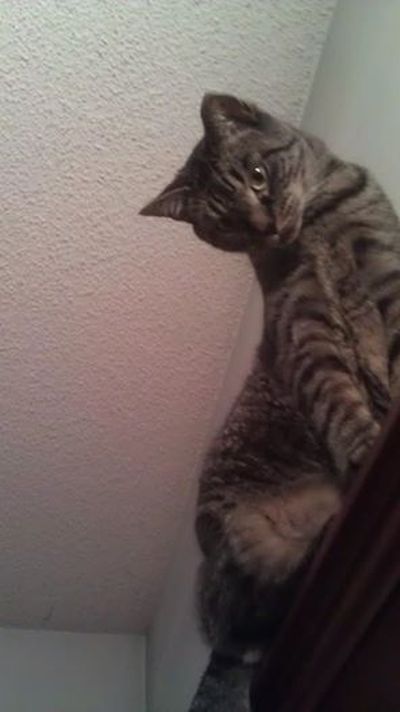 Thor wakes me up