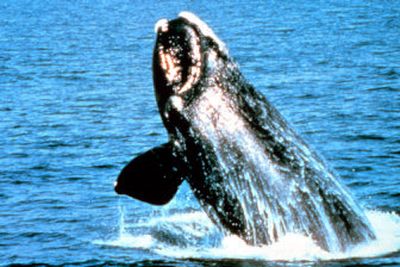 
 A conservation group is hoping  North Pacific right whales will be declared endangered to help prevent them from going extinct. 
 (Associated Press / The Spokesman-Review)