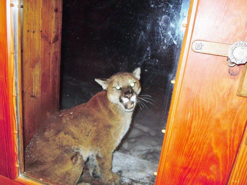 Robert C. Nielsen of Stehekin, Wash., photographed this sickly mountain lion on his porch in February 2014. Eventually, Nielsen had to shoot and kill the cougar after efforts failed to chase it away. (Courtesy)