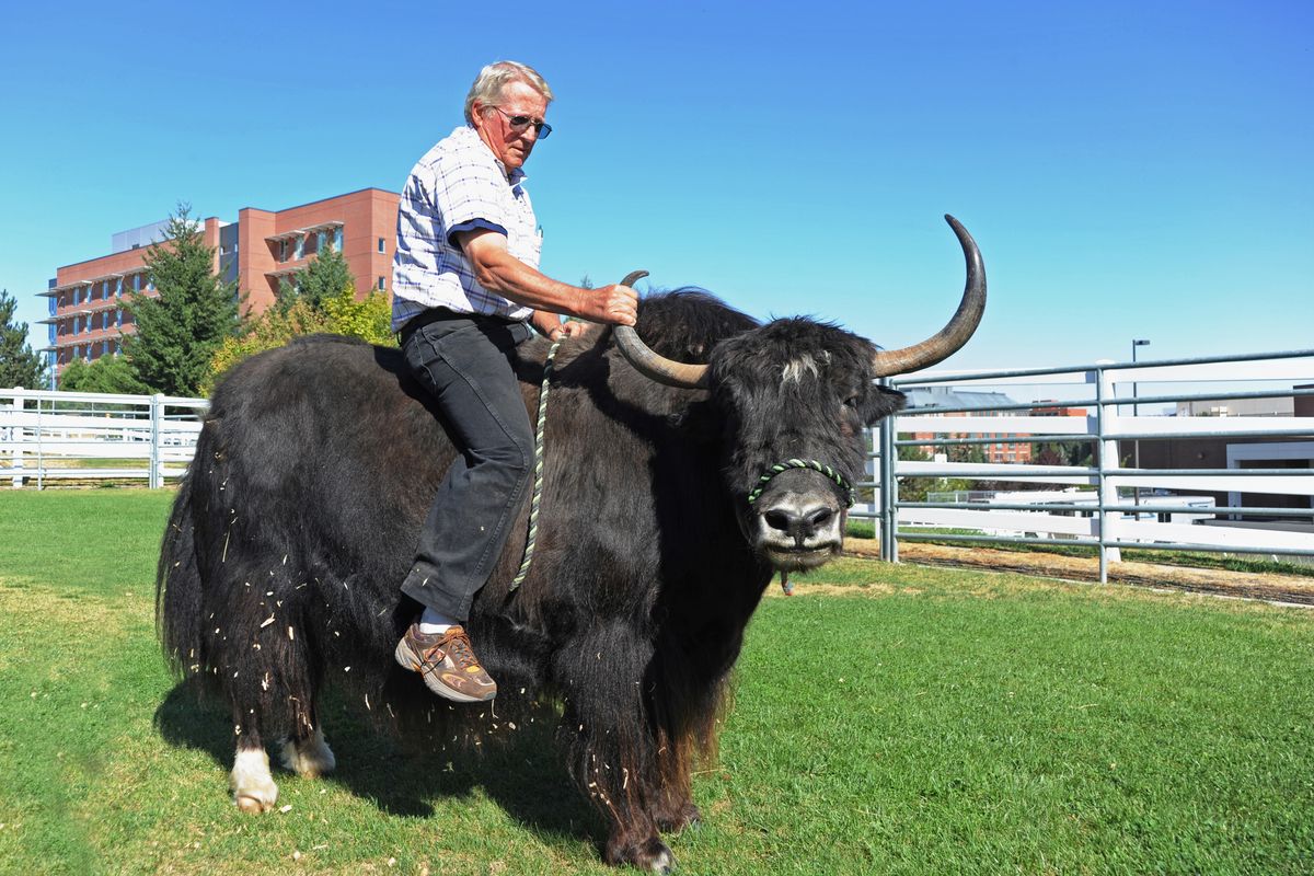 Lynn Taylor of Athol, Idaho, bonds with his 1,100-pound yak, Makloud, during a visit to the Washington State University Veterinary Teaching Hospital in Pullman. Doctors believe Makloud may be suffering from complications of a kidney stone. (Charlie Powell / Washington State University)