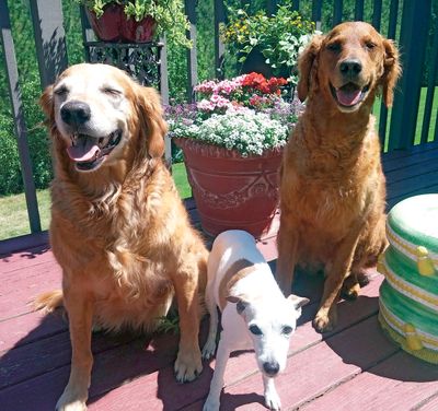 Deb Lynam uses cannabis oil to help Benny, left, who was suffering seizures. She has also started giving some to Flinn, right. Her other dog is Twosie, center.  (Courtesy Deb Lynam)