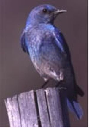 Mountain Bluebird, Idaho's state bird (State of Idaho)