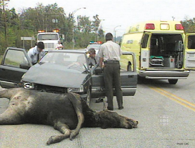 Aftermath of a vehicle collision with a moose in British Columbia.