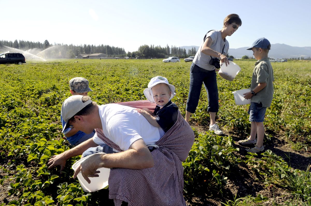 Eric and Brandi Stoker, from Post Falls, along with their children, from left, Tyler, Evan and Quinn, make a family outing to Carver Farms to pick strawberries. (The Spokesman-Review)