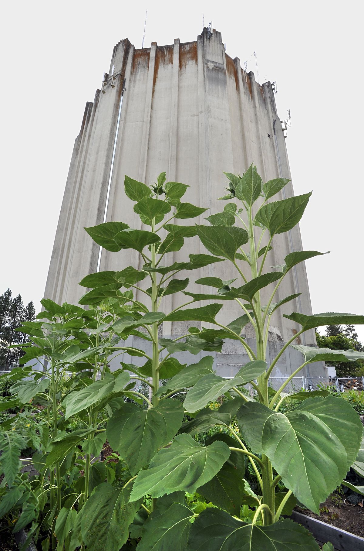 The 1931 art deco-style water tower was built at the corner of 33rd Avenue and Lamonte Street in Spokane. The Commons Community Garden grows at the tower’s base. (PHOTOS BY DAN PELLE)