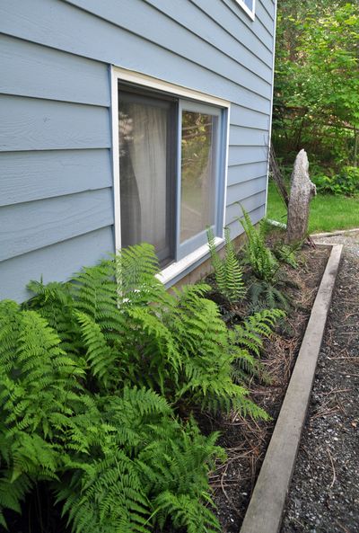 Ferns are perfect in narrow beds. Here, new fronds unfurl from some sword fern in the middle ground flanked by a lady fern, left, and a small deer fern.
