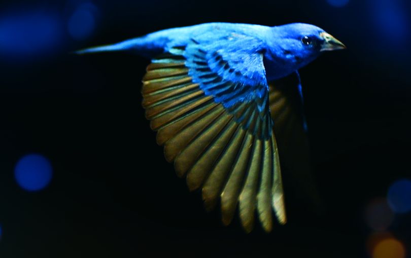 An indigo bunting is among the birds captured in super-slow motion in the Su Rynard documentary The Messenger. (Courtesy)